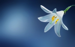 flower-729514_1280.jpg