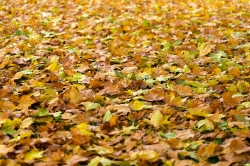 autumn-940401_1280.jpg