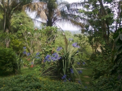 garden on farm.jpg