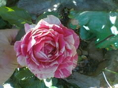 candy stripe rose.jpg