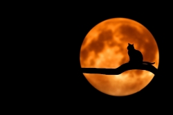 catintree.jpg