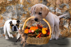 animals-2829373_1920.jpg