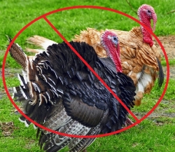 noturkey-2670825_640.jpg