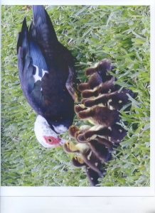 Mamma duck and ducklings.jpg
