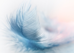 sponchia-feather-3010848.jpg