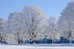 winter-9168141_1280.jpg