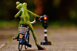 frog-1726766_1280 (1).jpg