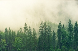 forest-3622519_640.jpg