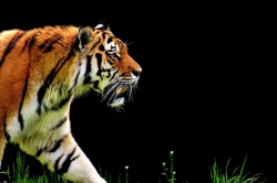 tiger-2320819_960_720.jpg