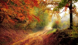 road-g84a5262b1_1920.jpg