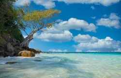 TREE BEACH.jpg