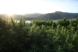 hemp-ge44c2e5f3_1920.jpg