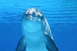 dolphin-g06762af74_1920.jpg