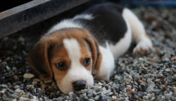 dog-gbbd4f83ec_1920.jpg