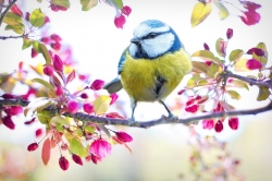 spring-bird-gd9e25b2f3_1920.jpg