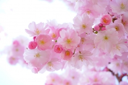 pink-g09fd07e2a_1920.jpg
