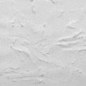 SMALLBANNER4.gif