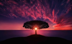 tree-gb27bc9530_1280.jpg