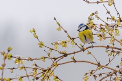 bird-6862640_1280.jpg